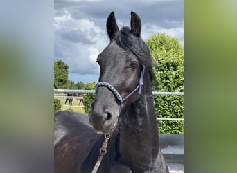Friesen, Wallach, 14 Jahre, 161 cm
