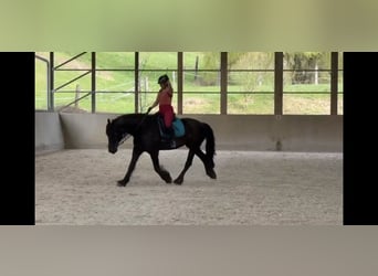 Friesen, Wallach, 14 Jahre, 164 cm, Rappe