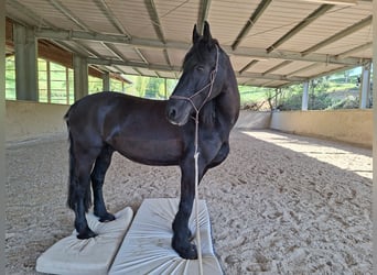 Friesen, Wallach, 14 Jahre, 164 cm, Rappe