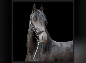 Friesen, Wallach, 14 Jahre, 164 cm, Rappe