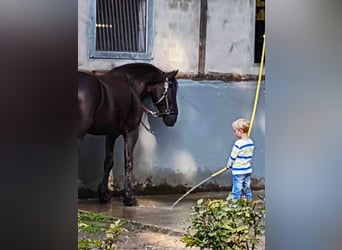 Friesen, Wallach, 14 Jahre, 164 cm, Rappe