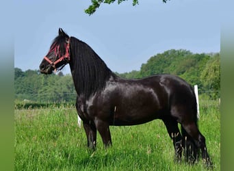 Friesen, Wallach, 14 Jahre, 164 cm, Rappe