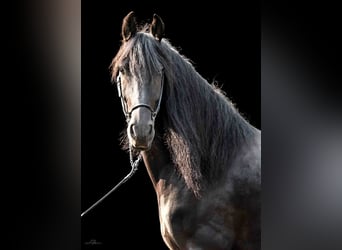 Friesen, Wallach, 14 Jahre, 164 cm, Rappe