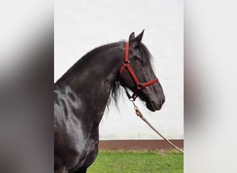 Friesen, Wallach, 14 Jahre, 164 cm, Rappe