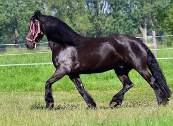 Friesen, Wallach, 14 Jahre, 164 cm, Rappe