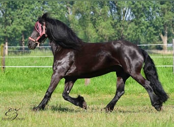 Friesen, Wallach, 14 Jahre, 164 cm, Rappe