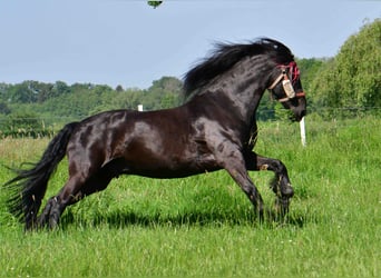 Friesen, Wallach, 14 Jahre, 164 cm, Rappe