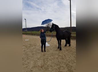 Friesen, Wallach, 14 Jahre, 164 cm, Rappe