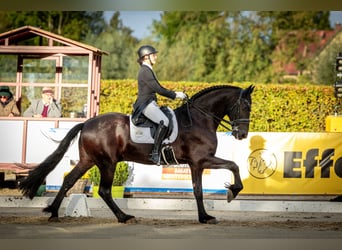 Friesen, Wallach, 14 Jahre, 168 cm, Rappe