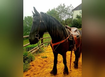 Friesen, Wallach, 14 Jahre, 170 cm, Schwarzbrauner