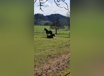 Friesen, Wallach, 14 Jahre, 170 cm, Schwarzbrauner