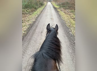 Friesen Mix, Wallach, 15 Jahre, 158 cm, Rappe