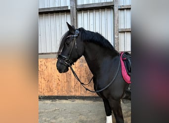Friesen, Wallach, 15 Jahre, 160 cm, Rappe