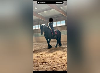 Friesen, Wallach, 15 Jahre, 165 cm, Rappe