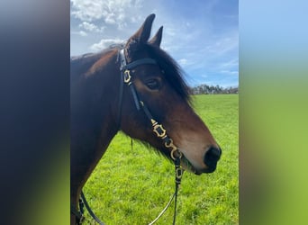 Friesen Mix, Wallach, 16 Jahre, 155 cm, Brauner