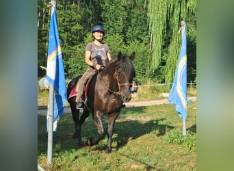 Friesen, Wallach, 16 Jahre, 156 cm, Rappe