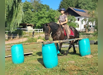 Friesen, Wallach, 16 Jahre, 156 cm, Rappe