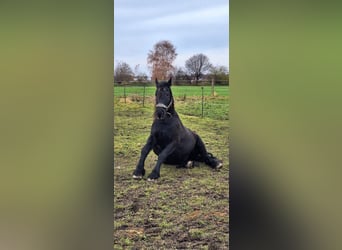 Friesen, Wallach, 16 Jahre, 163 cm, Rappe