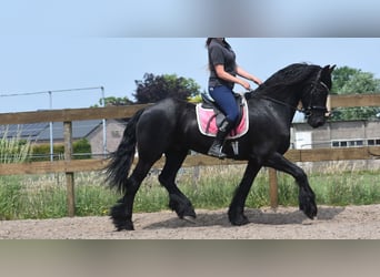 Friesen, Wallach, 16 Jahre, 163 cm, Rappe