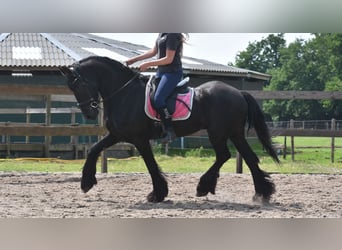 Friesen, Wallach, 16 Jahre, 163 cm, Rappe