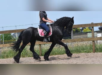 Friesen, Wallach, 16 Jahre, 163 cm, Rappe