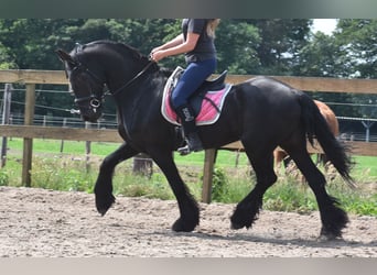 Friesen, Wallach, 16 Jahre, 163 cm, Rappe