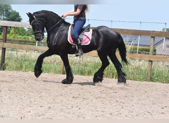 Friesen, Wallach, 16 Jahre, 163 cm, Rappe