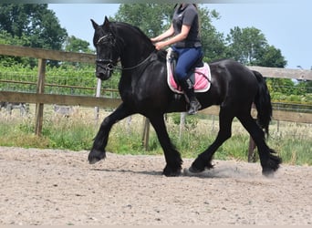 Friesen, Wallach, 16 Jahre, 163 cm, Rappe