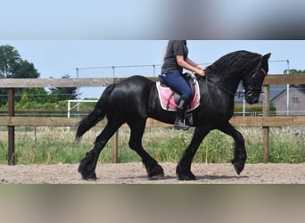 Friesen, Wallach, 16 Jahre, 163 cm, Rappe