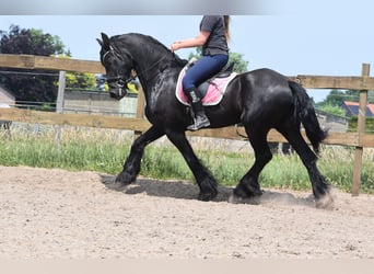 Friesen, Wallach, 16 Jahre, 163 cm, Rappe
