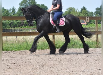 Friesen, Wallach, 16 Jahre, 163 cm, Rappe