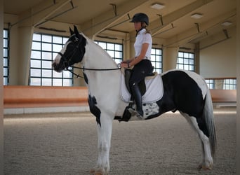 Friesen Mix, Wallach, 16 Jahre, 163 cm