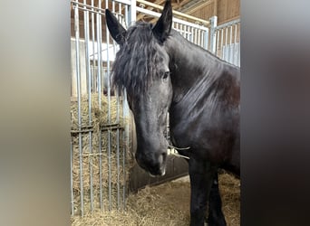Friesen, Wallach, 16 Jahre, 165 cm, Rappe