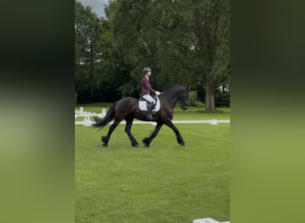 Friesen, Wallach, 16 Jahre, 168 cm, Rappe