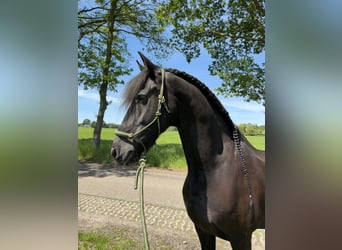 Friesen, Wallach, 16 Jahre, 168 cm, Rappe