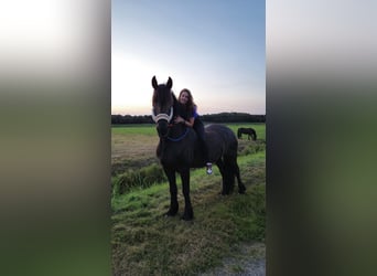 Friesen, Wallach, 16 Jahre, 168 cm, Rappe