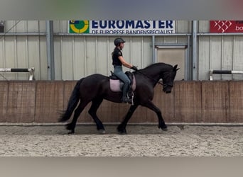 Friesen, Wallach, 16 Jahre, 168 cm, Rappe