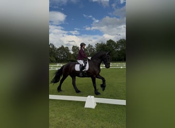 Friesen, Wallach, 16 Jahre, 168 cm, Rappe
