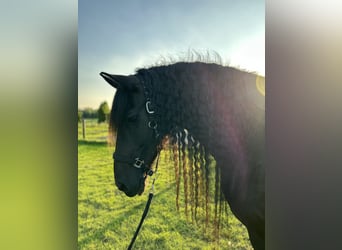 Friesen, Wallach, 16 Jahre, 168 cm, Rappe