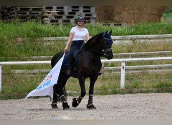 Friesen, Wallach, 16 Jahre, 170 cm, Rappe