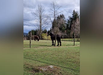 Friesen, Wallach, 16 Jahre, Rappe