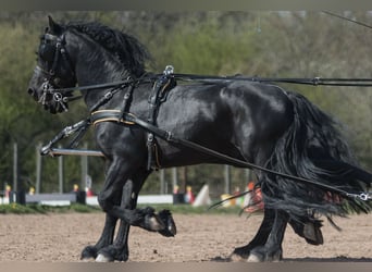 Friesen, Wallach, 17 Jahre, 163 cm, Rappe