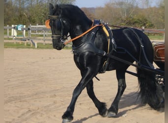 Friesen, Wallach, 17 Jahre, 163 cm, Rappe