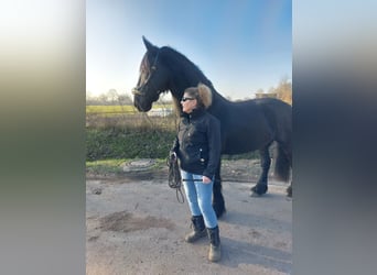 Friesen, Wallach, 17 Jahre, 168 cm, Rappe