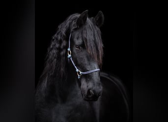 Friesen, Wallach, 17 Jahre, 168 cm, Rappe