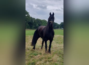 Friesen, Wallach, 17 Jahre, 168 cm, Rappe