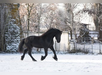 Friesen, Wallach, 17 Jahre, 168 cm, Rappe