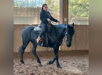 Friesen, Wallach, 17 Jahre, 168 cm, Rappe
