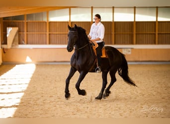 Friesen, Wallach, 17 Jahre, 178 cm, Rappe