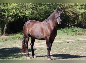 Friesen Mix, Wallach, 18 Jahre, 150 cm, Rappe